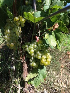 druiven voor witte wijn