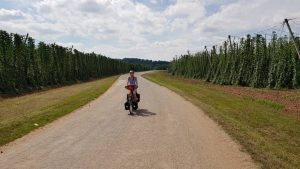 Petra tussen de gigantische hopvelden bij Zateč, richting Kadan