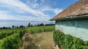 uitzicht op het meer van Neuchatel