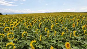 Onderweg naar Genève: een en al zonnebloemen