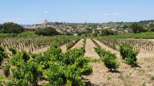 Uitzicht op de wijnvelden van Chateauneuf