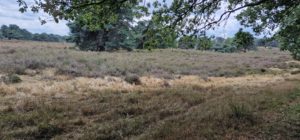 Heide